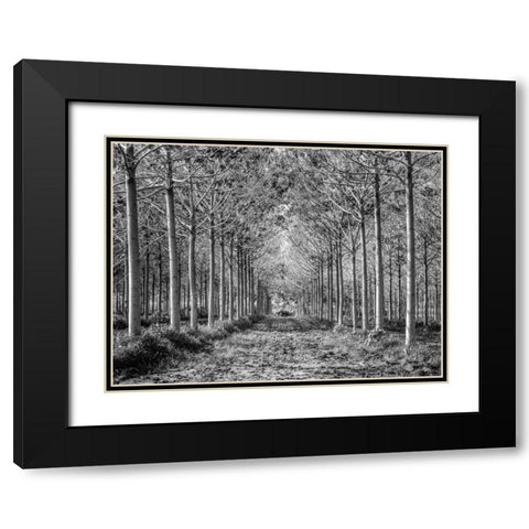 Pathway through trees in forest Black Modern Wood Framed Art Print with Double Matting by Frank, Assaf