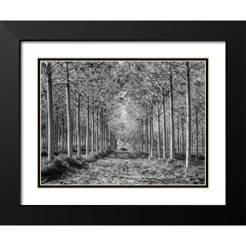 Pathway through trees in forest Black Modern Wood Framed Art Print with Double Matting by Frank, Assaf