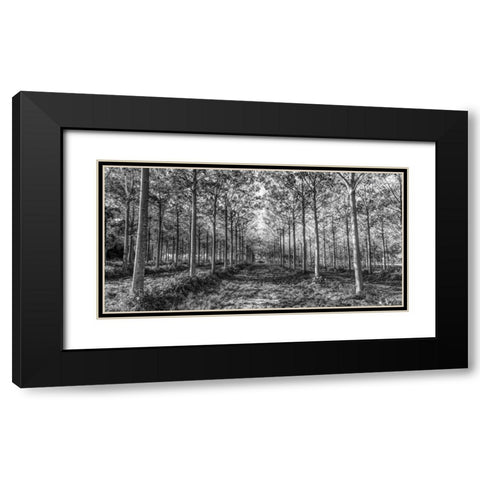 Pathway through trees in forest Black Modern Wood Framed Art Print with Double Matting by Frank, Assaf