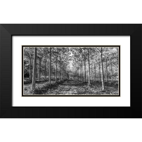 Pathway through trees in forest Black Modern Wood Framed Art Print with Double Matting by Frank, Assaf