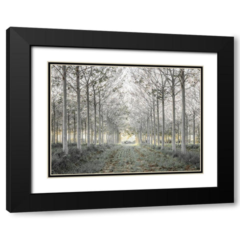 Pathway through trees in forest, FTBR-1833 Black Modern Wood Framed Art Print with Double Matting by Frank, Assaf