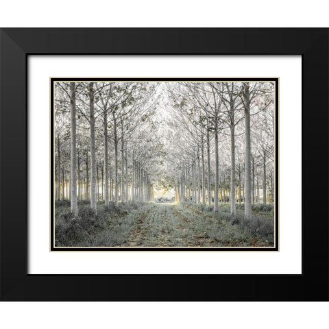 Pathway through trees in forest, FTBR-1833 Black Modern Wood Framed Art Print with Double Matting by Frank, Assaf