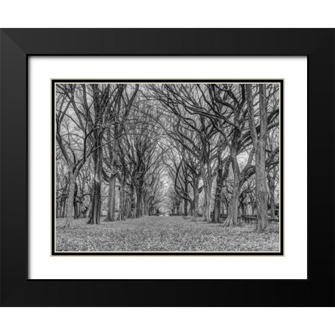 Rows of trees in Central park, New York Black Modern Wood Framed Art Print with Double Matting by Frank, Assaf