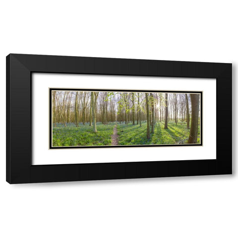 Spring forest with tall trees Black Modern Wood Framed Art Print with Double Matting by Frank, Assaf