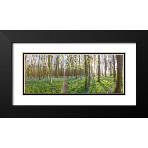 Spring forest with tall trees Black Modern Wood Framed Art Print with Double Matting by Frank, Assaf