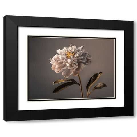 Peony flower Black Modern Wood Framed Art Print with Double Matting by Frank, Assaf
