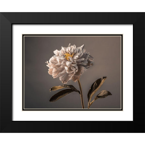 Peony flower Black Modern Wood Framed Art Print with Double Matting by Frank, Assaf
