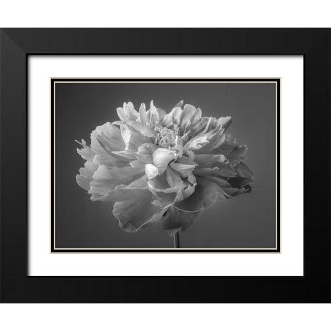 Peony flower Black Modern Wood Framed Art Print with Double Matting by Frank, Assaf