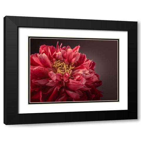 Peony flower Black Modern Wood Framed Art Print with Double Matting by Frank, Assaf