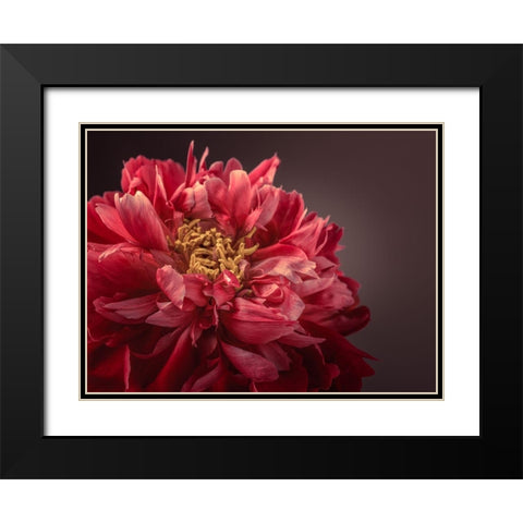 Peony flower Black Modern Wood Framed Art Print with Double Matting by Frank, Assaf