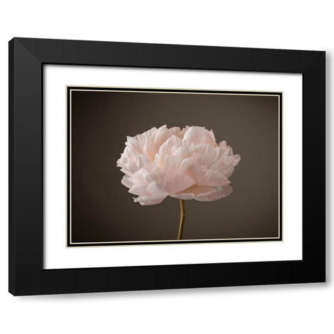 Peony flower Black Modern Wood Framed Art Print with Double Matting by Frank, Assaf