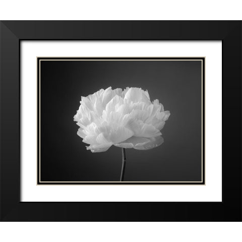 Peony flower Black Modern Wood Framed Art Print with Double Matting by Frank, Assaf