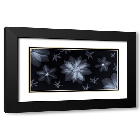 Clematis flowers Black Modern Wood Framed Art Print with Double Matting by Frank, Assaf