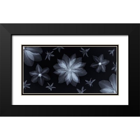 Clematis flowers Black Modern Wood Framed Art Print with Double Matting by Frank, Assaf