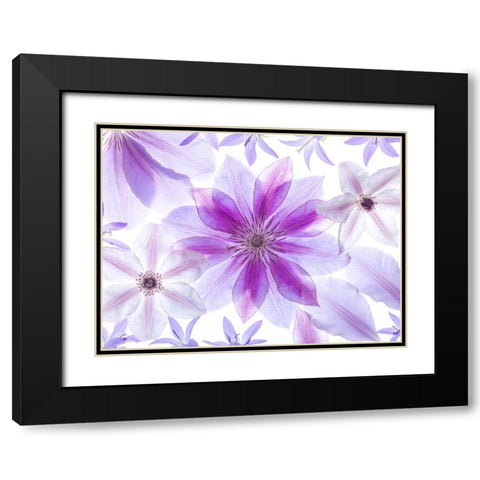 Clematis flowers Black Modern Wood Framed Art Print with Double Matting by Frank, Assaf