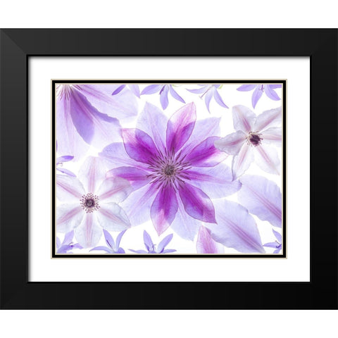 Clematis flowers Black Modern Wood Framed Art Print with Double Matting by Frank, Assaf