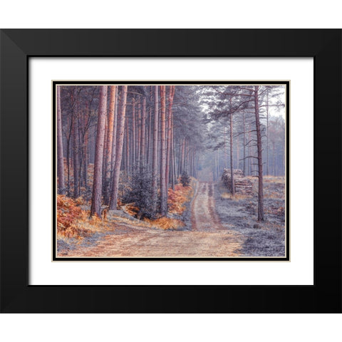 Road through Autumn forest Black Modern Wood Framed Art Print with Double Matting by Frank, Assaf