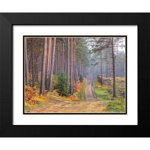 Road through Autumn forest Black Modern Wood Framed Art Print with Double Matting by Frank, Assaf