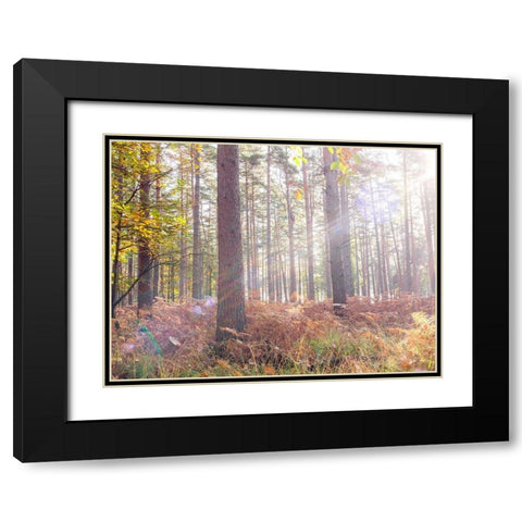 Sun rays in forest Black Modern Wood Framed Art Print with Double Matting by Frank, Assaf