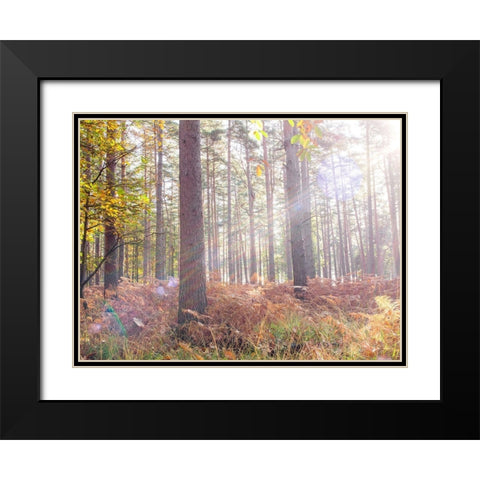 Sun rays in forest Black Modern Wood Framed Art Print with Double Matting by Frank, Assaf