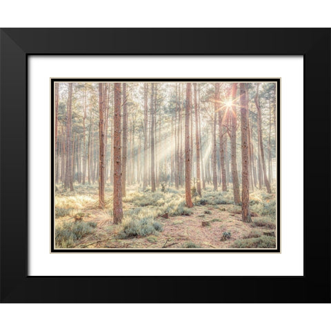 Misty forest with sunrays Black Modern Wood Framed Art Print with Double Matting by Frank, Assaf