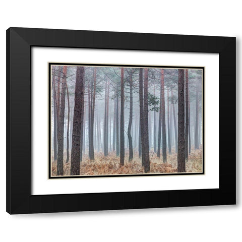 Misty forest with tall trees Black Modern Wood Framed Art Print with Double Matting by Frank, Assaf