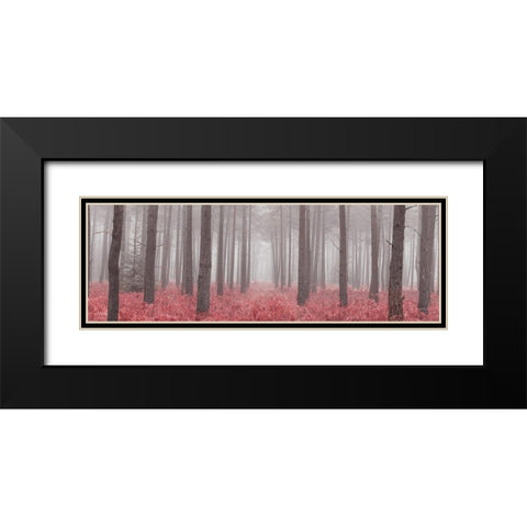 Misty forest with tall trees and foliage, FTBR 1846 Black Modern Wood Framed Art Print with Double Matting by Frank, Assaf