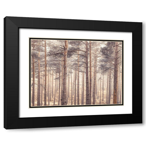 Misty forest with tall trees Black Modern Wood Framed Art Print with Double Matting by Frank, Assaf