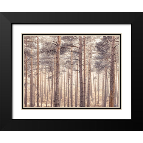 Misty forest with tall trees Black Modern Wood Framed Art Print with Double Matting by Frank, Assaf