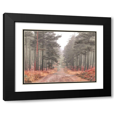 Pathway through misty forest, FTBR 1847 Black Modern Wood Framed Art Print with Double Matting by Frank, Assaf