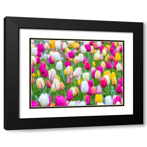 Tulips in garden Black Modern Wood Framed Art Print with Double Matting by Frank, Assaf