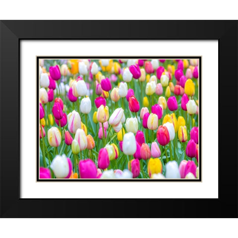 Tulips in garden Black Modern Wood Framed Art Print with Double Matting by Frank, Assaf