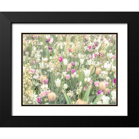 Colorful Tulip flowers Black Modern Wood Framed Art Print with Double Matting by Frank, Assaf