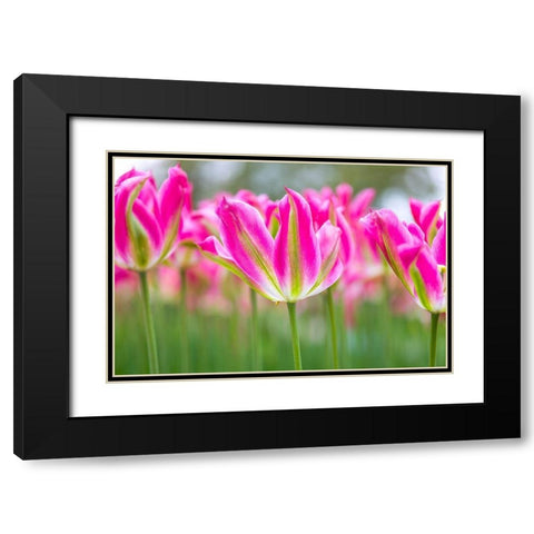 Colorful Tulip flowers Black Modern Wood Framed Art Print with Double Matting by Frank, Assaf