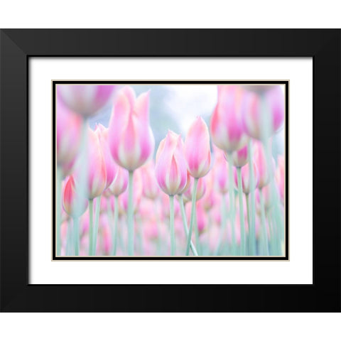 Colorful Tulip flowers Black Modern Wood Framed Art Print with Double Matting by Frank, Assaf