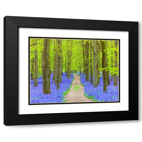 Bluebell path Black Modern Wood Framed Art Print with Double Matting by Frank, Assaf