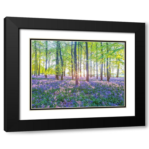 Bluebells Black Modern Wood Framed Art Print with Double Matting by Frank, Assaf