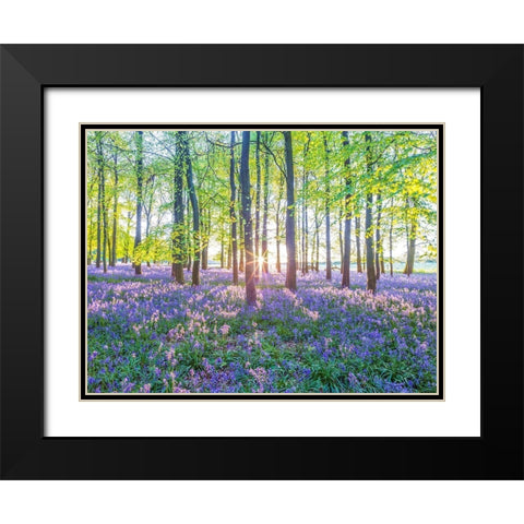 Bluebells Black Modern Wood Framed Art Print with Double Matting by Frank, Assaf
