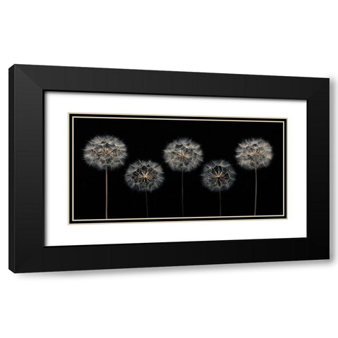 Dandelion flowers over black background Black Modern Wood Framed Art Print with Double Matting by Frank, Assaf