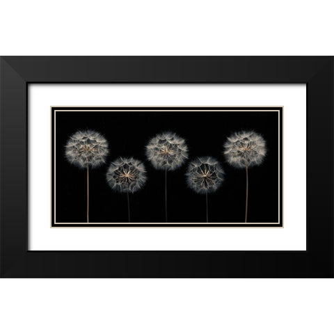 Dandelion flowers over black background Black Modern Wood Framed Art Print with Double Matting by Frank, Assaf