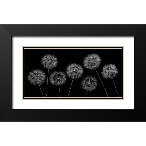 Dandelion flowers over black background Black Modern Wood Framed Art Print with Double Matting by Frank, Assaf