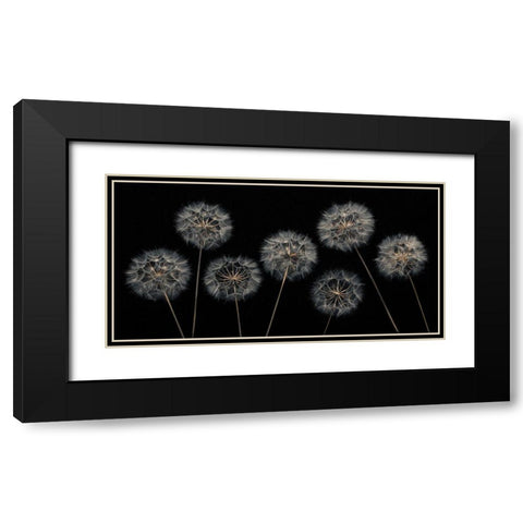 Dandelion flowers over black background Black Modern Wood Framed Art Print with Double Matting by Frank, Assaf