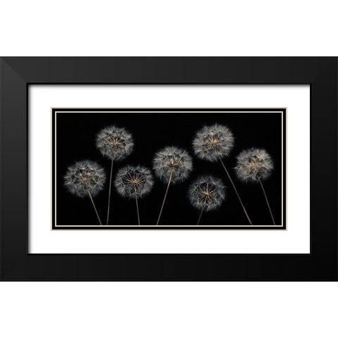 Dandelion flowers over black background Black Modern Wood Framed Art Print with Double Matting by Frank, Assaf