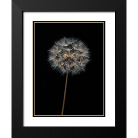 Dandelion flower over black background Black Modern Wood Framed Art Print with Double Matting by Frank, Assaf