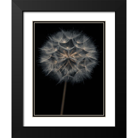 Dandelion flower over black background Black Modern Wood Framed Art Print with Double Matting by Frank, Assaf