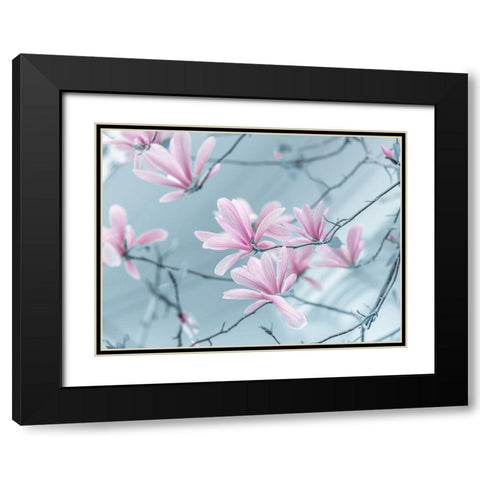 Magnolia flowers Black Modern Wood Framed Art Print with Double Matting by Frank, Assaf