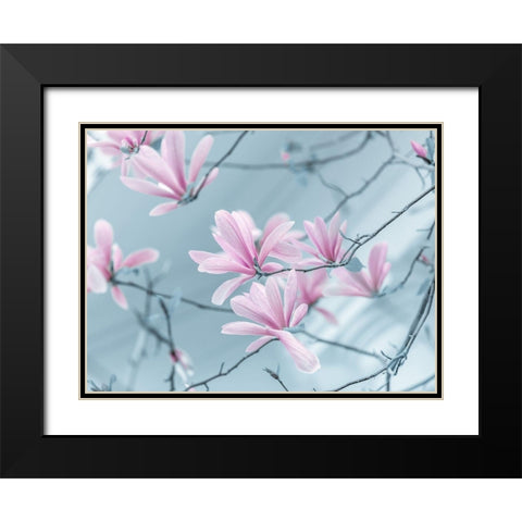Magnolia flowers Black Modern Wood Framed Art Print with Double Matting by Frank, Assaf