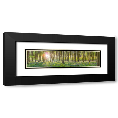 Sun rays through trees Black Modern Wood Framed Art Print with Double Matting by Frank, Assaf