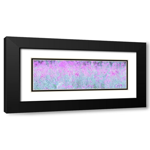 Chamaenerion flowers Black Modern Wood Framed Art Print with Double Matting by Frank, Assaf