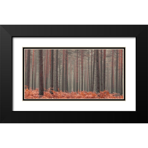 Misty Forest Black Modern Wood Framed Art Print with Double Matting by Frank, Assaf